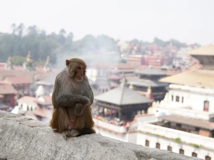 A rhesus macaque sitting on a ledge with Kathmandu cityscape in the background, Nepal.