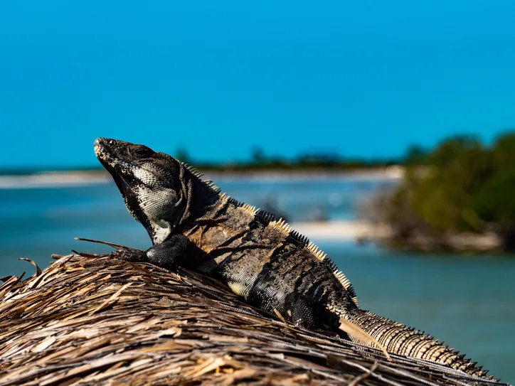 A sunlit iguana basks on a thatched roof by the ocean on Holbox Island, Mexico.