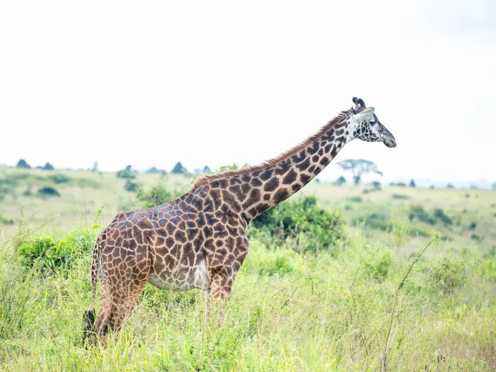 Majestic giraffe in Nairobi's savanna, captured in side profile, illustrating wildlife photography.
