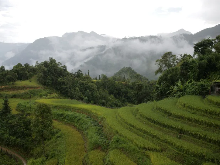 Lush green rice terraces in Sapa, Vietnam, under a mystical foggy sky.
