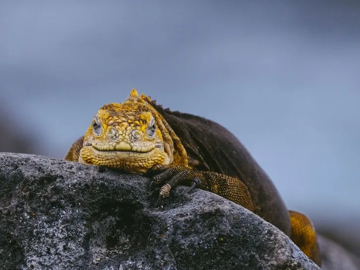 Galápagos land iguana on a lava rock. Perfect for wildlife and nature themes.