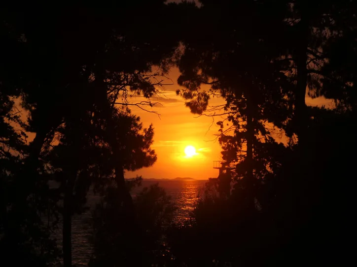 Beautiful sunset over the Adriatic Sea viewed through silhouetted pine trees in Zadar, Croatia.